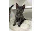 Tessa Domestic Shorthair Kitten Female