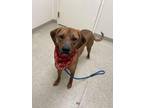 Earl - IN FOSTER Mixed Breed (Large) Adult Male