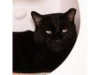 Coleman Domestic Shorthair Adult Male