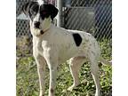 Spotty Pointer Young Female