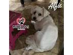 Adopt Alfie a Coton de Tulear