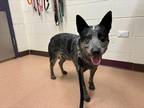 Mickey Australian Cattle Dog Young Male