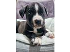 Adopt Maverick "Mav" a Pit Bull Terrier, Boxer