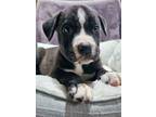 Adopt Prancer a Pit Bull Terrier, Boxer