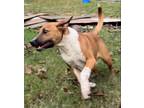 Adopt Sampson a Bull Terrier, Australian Cattle Dog / Blue Heeler