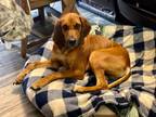 Adopt Tri-Pawd a Redbone Coonhound