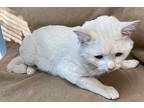 George Domestic Shorthair Adult Male