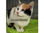 Snickerdodle Domestic Shorthair Kitten Female