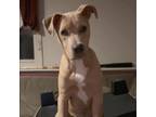 Adopt Bennett a Pit Bull Terrier, Mixed Breed