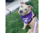 Adopt Bennett a Pit Bull Terrier, Mixed Breed