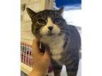 Hazel Domestic Shorthair Adult Female