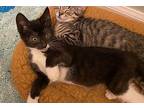 Powerhouse - In Foster Domestic Shorthair Kitten Male