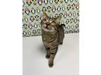 Toby Domestic Shorthair Adult Male