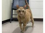 Baxter Domestic Shorthair Senior Male