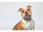 Adopt Churro a Pit Bull Terrier