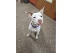 Adopt Mouse a Pit Bull Terrier