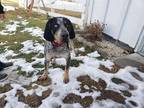 BEAMER English (Redtick) Coonhound Adult Male