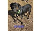 Adopt Seager a Hound, Mixed Breed