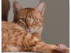 Adopt Sunny a Tabby