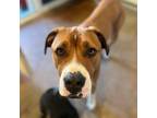 Adopt Hank a American Staffordshire Terrier, Boxer