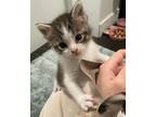 Beta Domestic Shorthair Kitten Female