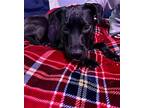 Z COURTESY LISTING: SHAGGY Labrador Retriever Female