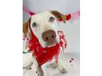 Adopt Luca a Pit Bull Terrier, Coonhound