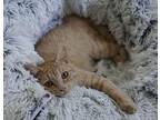 Buttercup Domestic Shorthair Young Female