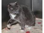 Miss Mittens (Spayed) Domestic Shorthair Adult Female