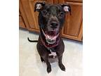 Theano (nka Raven) American Staffordshire Terrier Adult Female