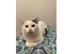 Snowball Domestic Shorthair Young Female
