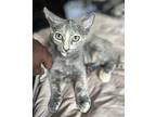 Geri Domestic Shorthair Kitten Female