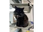 Figaro Domestic Longhair Young Female