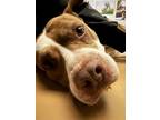 Adopt Nugget a American Staffordshire Terrier