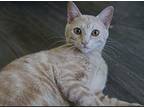 Bubbles Domestic Shorthair Young Female
