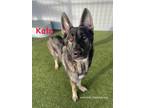 Adopt Kato a German Shepherd Dog