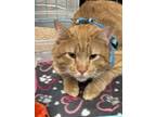 Adopt Theo a Domestic Short Hair