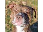 Kamdyn American Pit Bull Terrier Adult Male