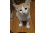 Adopt Rugen a Extra-Toes Cat / Hemingway Polydactyl