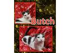Adopt Butch a American Shorthair