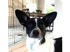 Adopt Rumple a Rat Terrier