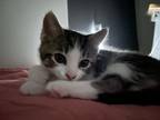 Kiti Domestic Shorthair Kitten Female