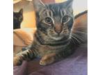Adopt Biscuit a American Shorthair