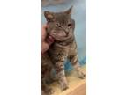 Adopt Allibaster a Domestic Short Hair