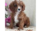 Cavapoo Puppy for sale in Albany, NY, USA