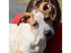 Adopt Rubbles a Australian Cattle Dog / Blue Heeler