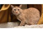 Adopt Menace 3784 a Domestic Short Hair