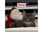 Adopt Gizmo a Domestic Short Hair