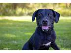 Rosie Labrador Retriever Senior Female