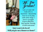Adopt Jordan - Urgent a American Staffordshire Terrier, Mixed Breed